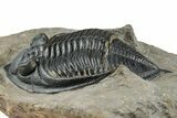 Fossil Zlichovaspis Trilobite - Atchana, Morocco #359133-2